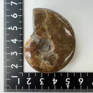 【E21052】レッドファイヤーアンモナイト 化石 クリオニセラス アンモナイト 化石標本