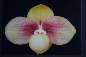 No.1350 洋蘭　パフィオ　原種 　Paph.hangianum ×sib