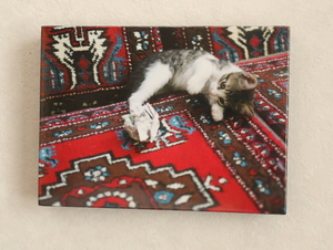 写真 トルコ イスタンブール 仔猫 絨毯 木製パネル加工 八つ切りサイズ