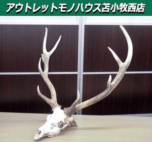 苫小牧市内近郊限定 鹿の頭骨 オブジェ 鹿の角 幅約77×奥行47×高73㎝ 天然 壁掛け 店舗什器 インテリア オブジェ 苫小牧西店 