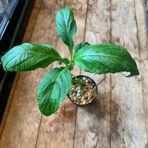 サルビア ディビノラム 大株 Salvia divinorum b9