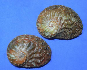 貝の標本 Haliotis ovina set 2.