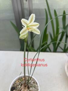 キルタンサス・ロドリゲス　Cyrtanthus loddigesianus　実生苗