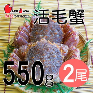 【かにのマルマサ】北海道産 活毛ガニ550g 2尾セット