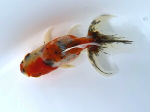 福嘉金魚 動画あり！ 東錦 柄がとっても綺麗で優雅な金魚！ 飯田産 約10～11センチ ２歳 現物 １匹 A-R2 ④-1 金魚 滋賀 伊徳