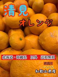 最安！残り少し！清見　オレンジ　家庭用　b品　和歌山県　数量限定