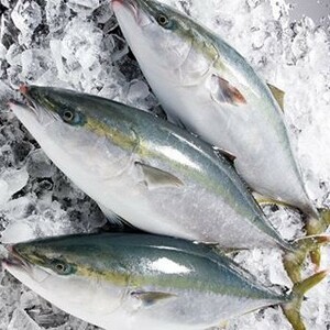 ブリ （ ハマチ ） 3-4kg 愛媛 佐田岬 天然 一本釣り 浜から直送 北海道/沖縄/東北は別途送料 宇和海の幸問屋