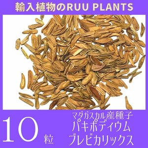 【10粒入り】種子 パキポディウム・ブレビカリックス Pachypodium brevicalyx 塊根植物