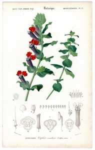 1849年 Orbigny 万有博物事典 鋼版画 手彩色 植物学 Pl.27 ミソハギ科 タバコソウ属 Cuphea miniata
