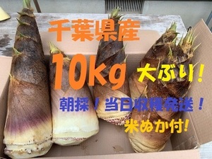 売切数量1! お得10kg 送料無料! 千葉県産 朝採! ぬか付 大ぶり やわらかい 筍　美味しい! 天然物 タケノコ 当日収穫発送 新鮮