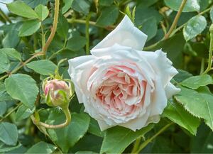 四季咲きバラ、ピンク〜白色、つる性シュラブ、耐陰性、耐寒、耐暑性強い、棘少ない、送料無料、匿名発送