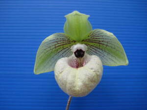 洋蘭 パフィオ Paph. malipoense 開花株サイズ