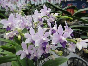 ★★洋蘭★★ Phal. Tzu Chiang Sapphire 