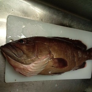タカバ　ナメリ　クエ　2.06キロ　対馬　天然　魚　刺身　料理　お得　激安　オススメ　おまけ　カサゴ　二匹