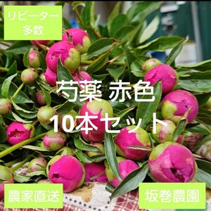 切り花 生花【芍薬】農家直送 赤色10本セット シャクヤク 母の日