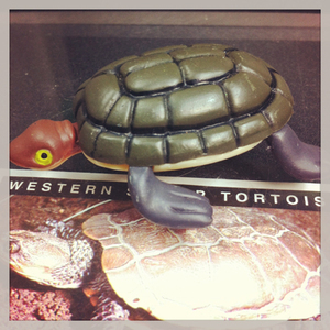 ＹＯＷiＥ ヤウイ 1-7 Western Swamp Tortoise / クビカシゲガメ