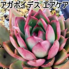 アガボイデス　エアケア　大１頭　エケベリア　多肉植物