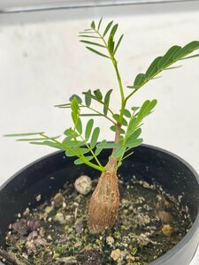 2825 「実生」センナ　メリディオナリス【種から発芽！・発根・Senna meridionalis・葉落ちします】