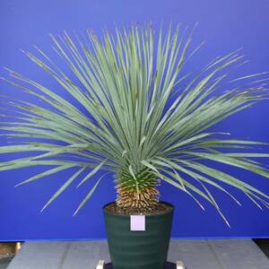 元気いっぱい　ユッカロストラータ　国内栽培品　(紫シール) Yucca rostrata 160サイズ　　　　