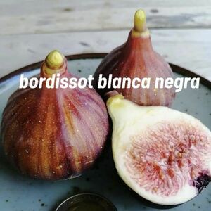 【Fg1313】超希少 『 Bordissot Blanca Negra ( BBN ) 』イチジク 穂木 海外輸入 入手困難！！ 挿し木 無花果