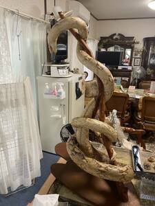 店頭渡しOK　来年はヘビ年！　剥製 インドネシア産　パイソン　大蛇　高さ約76cm　幅約40cm　　