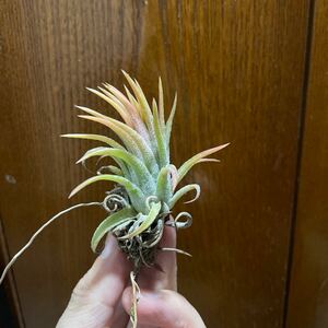 チランジア・イオナンタ・ピーチ　T. ionantha Peach