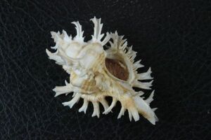 シロガンゼキ　58.5㎜ 　タカラガイ　貝標本　貝殻