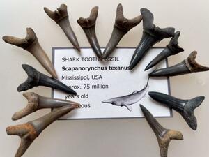 サメ 歯 化石 スカパノリンクス [##90] サメの歯 鮫の歯 鮫 牙