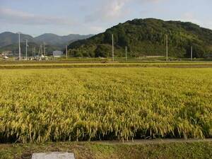 【精米】　令和5年兵庫県産　新米コシヒカリ　白米20ｋｇ　 　農家直送 　送料無料