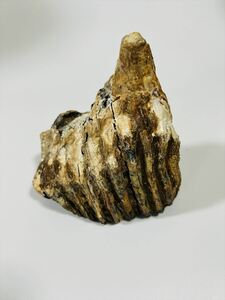 ナウマンゾウ 子ども 歯 本物 実物 教材 化石 D1-8