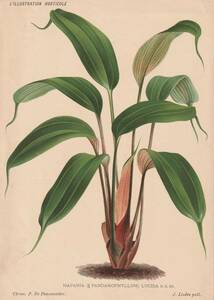 フランスアンティーク 博物画 植物画『MAPANIA』 多色刷り石版画　ボタニカルアート