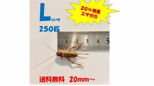 《全国配送》《送料無料》《20％増量》　　　《エサ付き》 Ｌ20mm 〜250匹　イエコオロギ　クロコオロギ　フタホシコオロギ