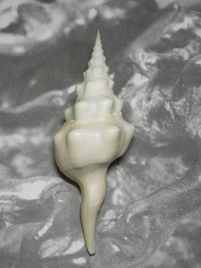 貝の標本 Fusinus undatus 186mm.w/o.