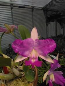 洋蘭カトレア C. walkeriana semi-alba trilabelo #5 分け株なしセレクト大株