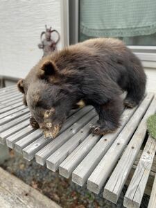 ツキノワグマ　剥製　小熊　カラス避け　Japan