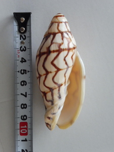 貝殻　貝標本　 ブランデーガイ　GEM- 生貝