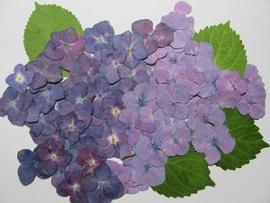 　D-３　ピンク　　　紫　　紫陽花