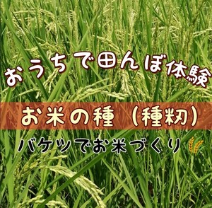 【お家で田んぼ体験】お米の種　種籾　自然農　コシヒカリ　はざかけ米　バケツ稲に◎