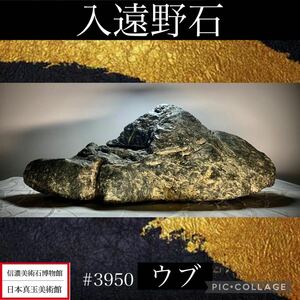 【信濃美術石博物館】 水石 盆栽 入遠野石 ウブ 横36×高15×奥行15.5(cm) 重量:7.5kg 骨董盆石古美術鑑賞石観賞石太湖石中国古玩 3950