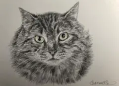 【原画】 猫の絵　色鉛筆画、鉛筆画