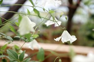 クレマチス　ビチセラ　ホーゲルビーホワイト　花の苗