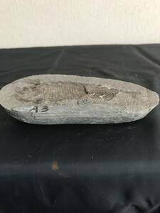 魚の化石　化石１