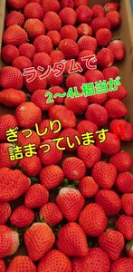 【地域限定果物】本日2個のみ～いなか農園直送★最速お届け《約2～3L玉》特盛～うちのは絶対新鮮!とっても美味しい3つ星★☆★