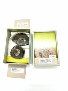 □②化石標本 アンモナイト断面・プリュロセラス 軟体動物足類 ジュラ紀 約１億８千万円前 西ドイツ セットで 