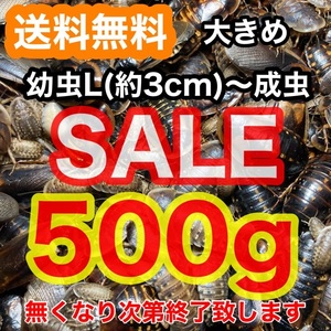 【SALE】☆送料無料☆【大きめデュビア】幼虫L～成虫500g(サイズMIX)+死着保証1割《匹数(量)は説明欄を御参考下さい》