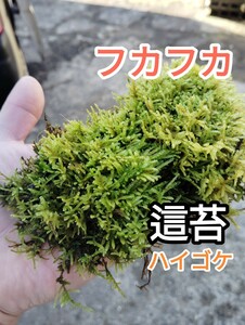 フカフカ這苔20×20cmサイズ★盆栽・植木周りに・おてがる配送ネコポス便