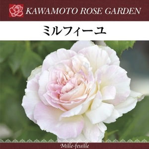 送料無料　ミルフィーユ　新苗4号鉢　　鉢植え バラ 薔薇 河本バラ園 ローズ