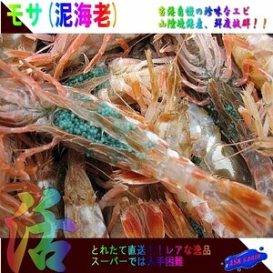 珍味なエビ「モサ(泥)海老1kg」．．．一般には流通しない自慢の逸品!!