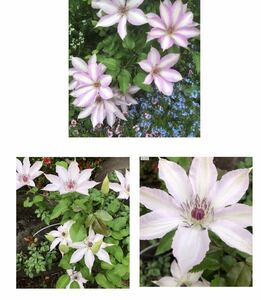 クレマチス　花の種　15粒　品種不明