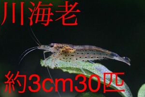 【川海老】約3cm30匹ヤマトヌマエビ★北海道・沖縄への発送は休止中です★